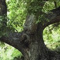 Juglans regia